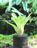 Neoregelia 'Antigone' variegata raciné en xaxim