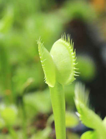 Dionaea muscipula heterophila Aufrecht