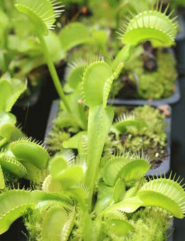 Dionaea muscipula heterophila Aufrecht