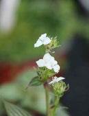 Callisia gentlei var Elegans | À repiquer