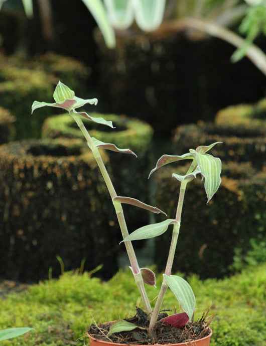 Callisia gentlei var Elegans | À repiquer