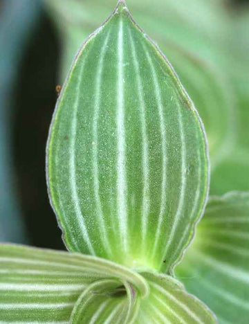 Callisia gentlei var Elegans | À repiquer