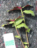 Callisia gentlei var Elegans | À repiquer