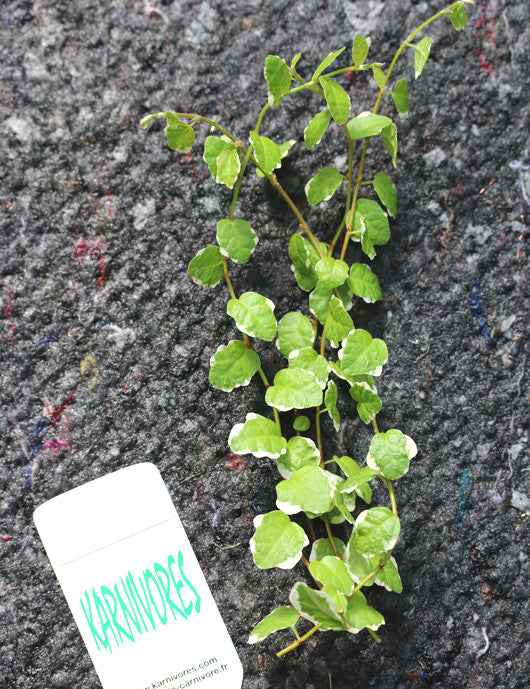 Ficus pumila Snowflake | À repiquer