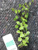 Ficus pumila Snowflake | À repiquer