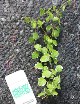 Ficus pumila Snowflake | À repiquer