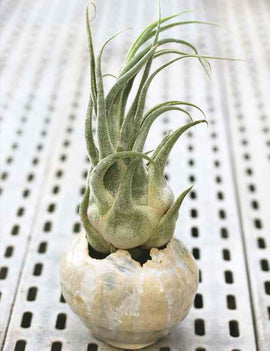 Tillandsia seleriana - présenté