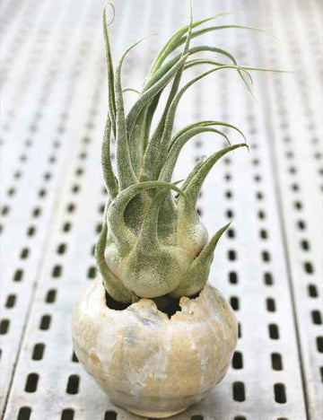Tillandsia seleriana - présenté