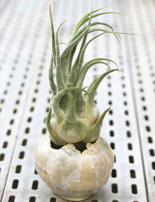 Tillandsia seleriana - présenté
