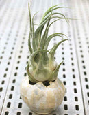 Tillandsia seleriana - présenté