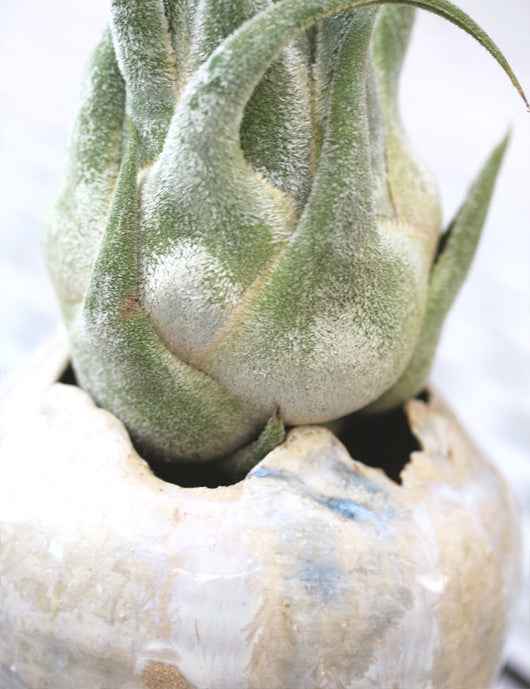 Tillandsia seleriana - présenté