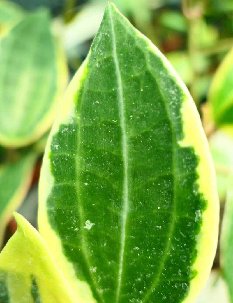Hoya macrophylla variegata | À repiquer