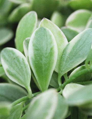 Dischidia nummularia blanc | À repiquer