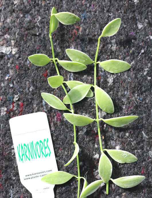 Dischidia nummularia blanc | À repiquer