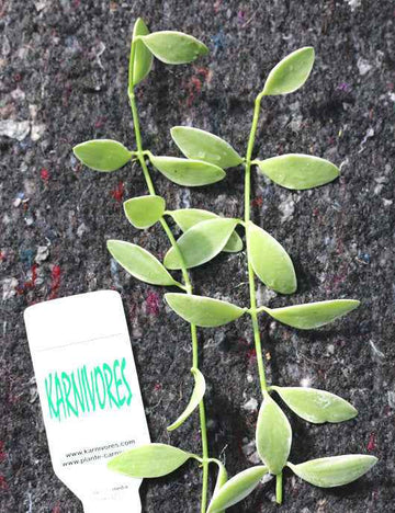 Dischidia nummularia blanc | À repiquer