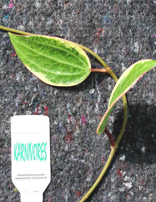 Hoya macrophylla variegata | À repiquer