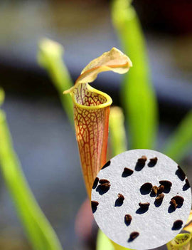 Graines de Sarracenia rubra ssp. wherryi