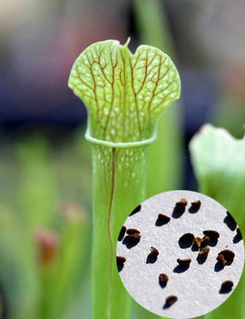 Graines de Sarracenia x (x excellens x readii)