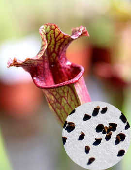 Graines de Sarracenia x 'Evendine'
