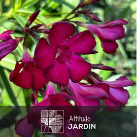 Laurier Rose Nain Oleander Nana 80 - clicktofournisseur.com