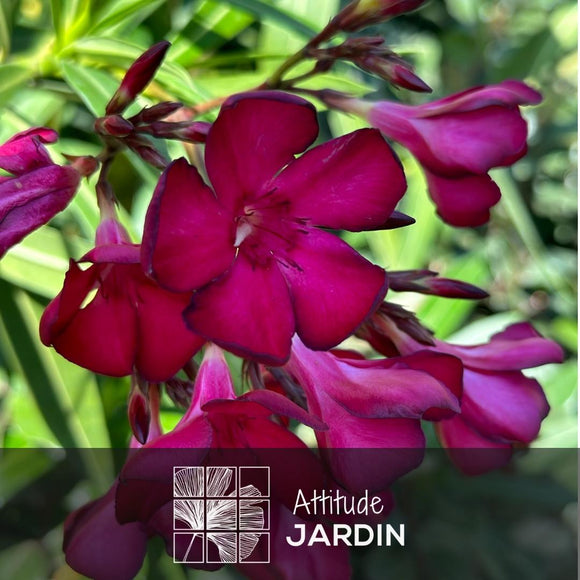 Laurier Rose Nain Oleander Nana 80 - clicktofournisseur.com