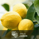 Citronnier Limon 80 cm - clicktofournisseur.com