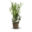 Euphorbia Tirucalli 90 cm - clicktofournisseur.com