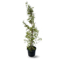 Rhus Viminalis Faux Bambou 100 cm - clicktofournisseur.com