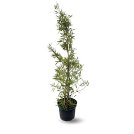 Rhus Viminalis Faux Bambou 100 cm - clicktofournisseur.com