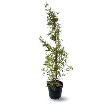 Rhus Viminalis Faux Bambou 100 cm - clicktofournisseur.com