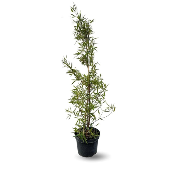 Rhus Viminalis Faux Bambou 100 cm - clicktofournisseur.com