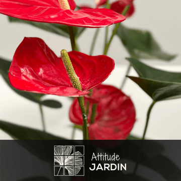 Anthurium Rouge 70 cm - clicktofournisseur.com