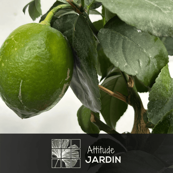 Citronnier Limon 60 cm - clicktofournisseur.com