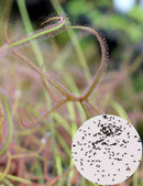 Graines de Drosera binata 'Marston Dragon'