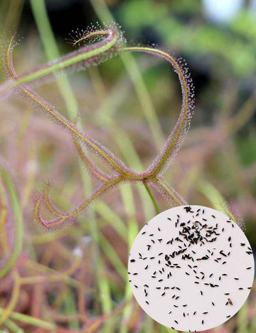 Graines de Drosera binata 'Marston Dragon'