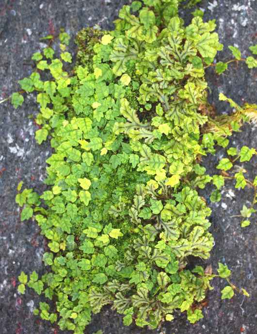 Plaque xaxim entière - Ficus & diverses fougères -