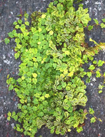 Plaque xaxim entière - Ficus & diverses fougères -