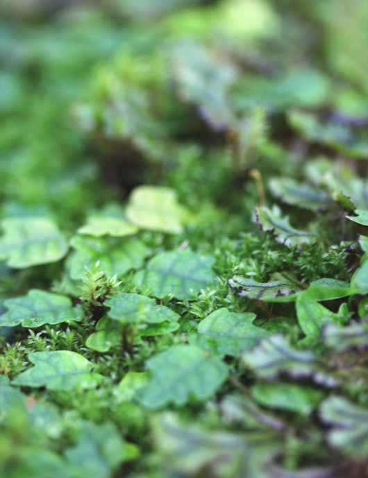 Plaque xaxim entière - Ficus & diverses fougères -