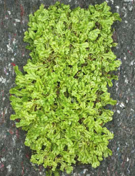Plaque xaxim entière - Hymenophyllum sp.