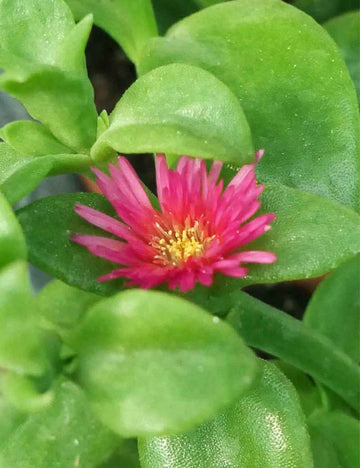 Aptenia cordifolia | À repiquer