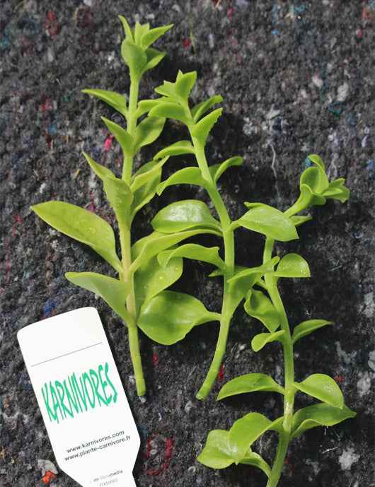 Aptenia cordifolia | À repiquer