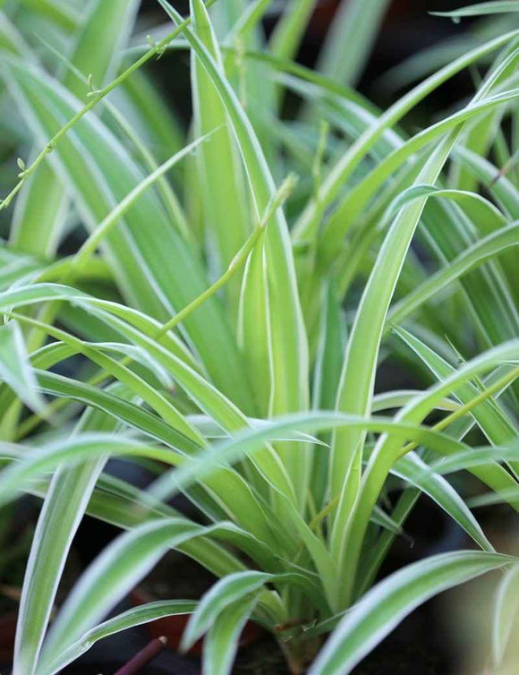 Chlorophytum Pacific | À repiquer