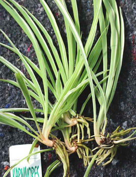 Chlorophytum Pacific | À repiquer