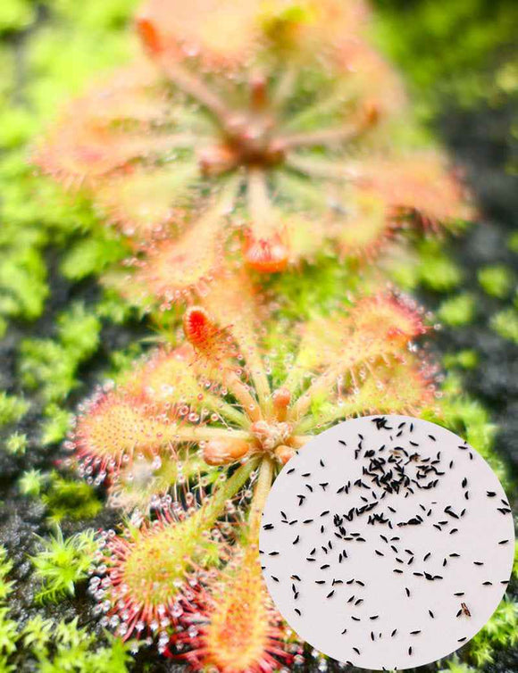 Graines de Drosera tokaïensis
