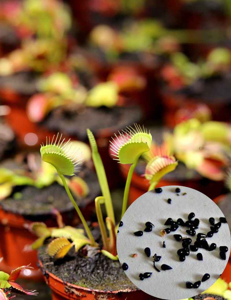 Graines de Dionaea muscipula X 1000