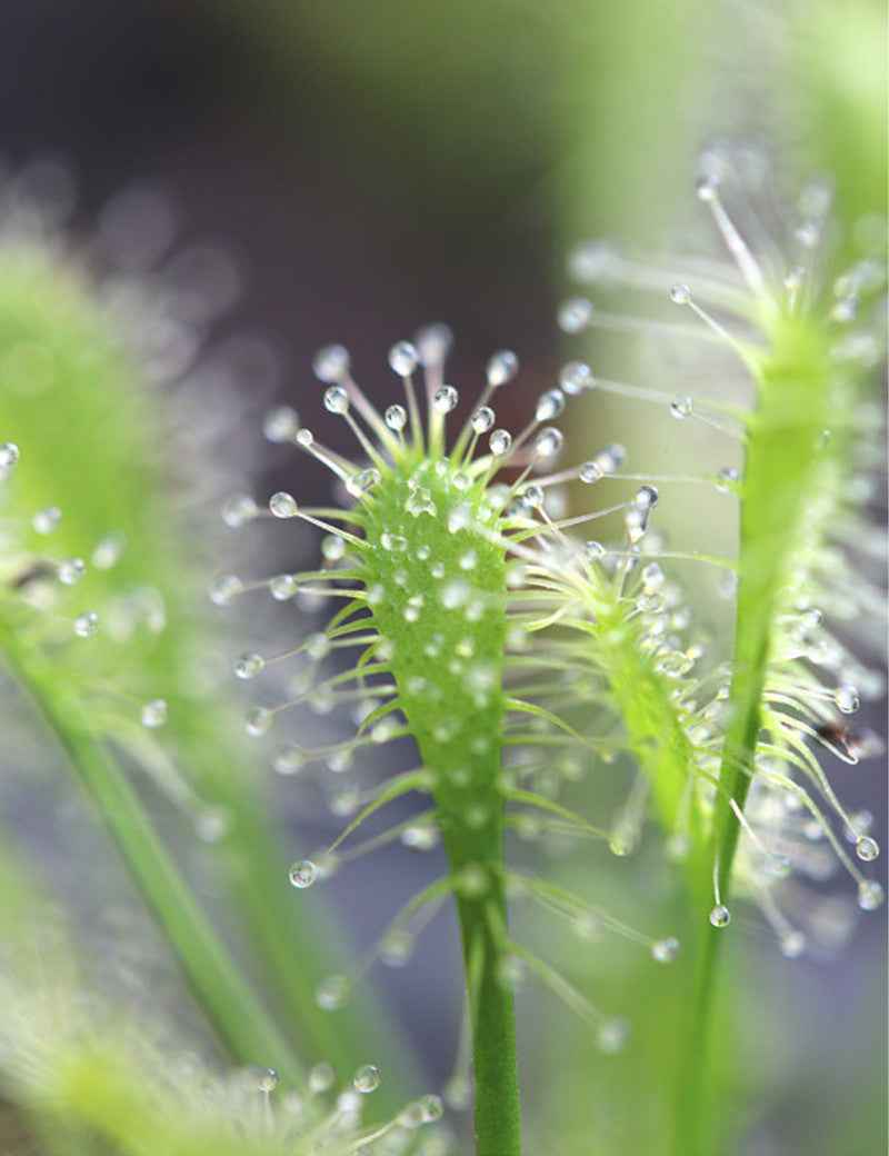 Drosera intermedia all green