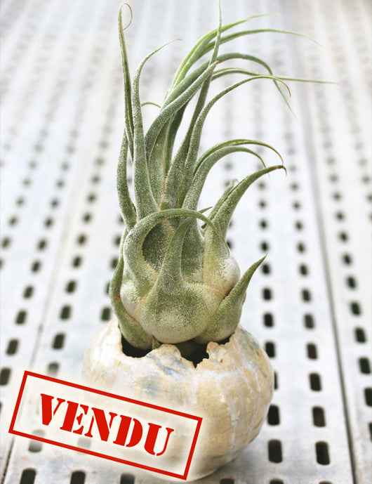 Tillandsia seleriana - présenté