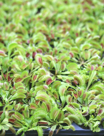 Dionaea muscipula | Plaque mini-mottes X 104