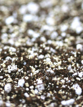 Mélange pour cactus et succulentes - Terreau cactus succulentes idéal