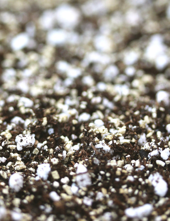 Mélange pour cactus et succulentes - Terreau cactus succulentes idéal